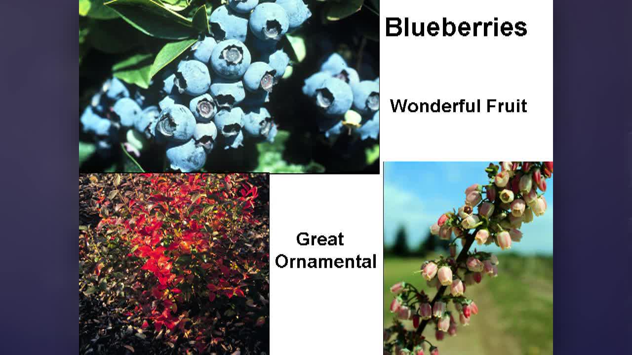 Master Gardeners - Blueberries